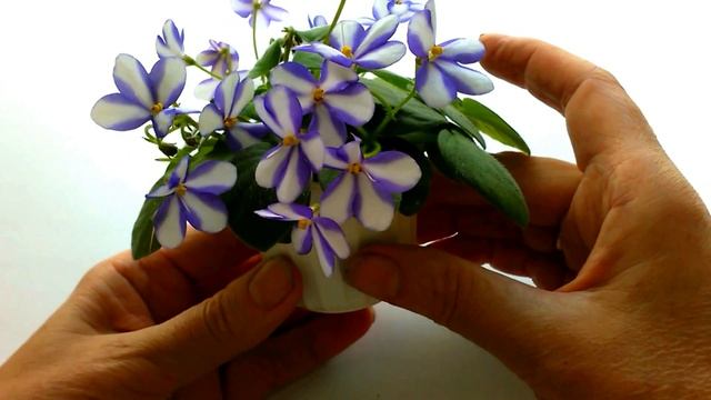 Poni Ride. Фиалка химера мини трейлер. http://flora-spb.ru смотреть онлайн