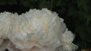 Самые ароматные пионы