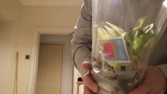 Happy leaf pothos box opening смотреть онлайн