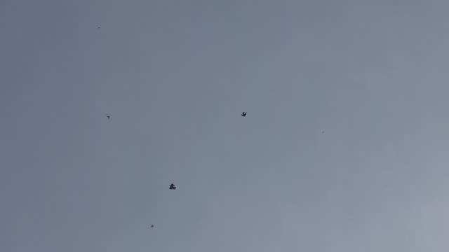 Голуби, Орлы тренируют а Сапсан охотится.Doves, Eagles train and Peregrine falcon hunts смотреть онлайн