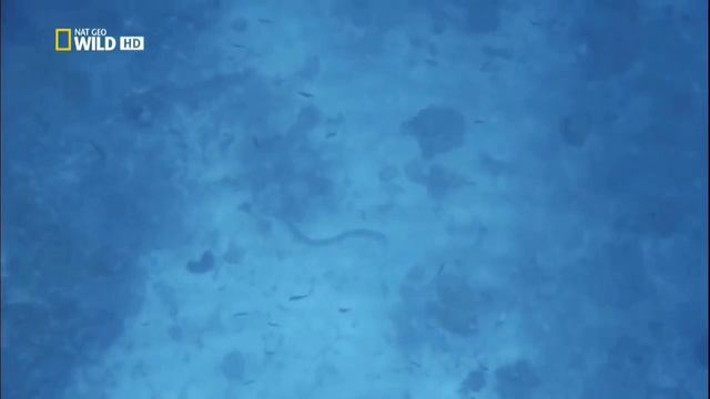 Самые опасные животные. смотреть онлайн