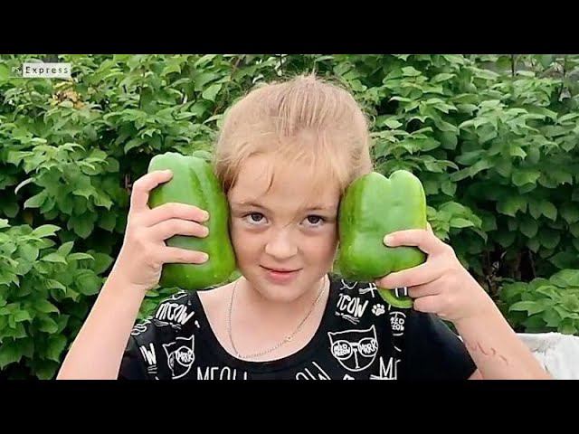 Перцы с голову Урожай порадовал смотреть онлайн