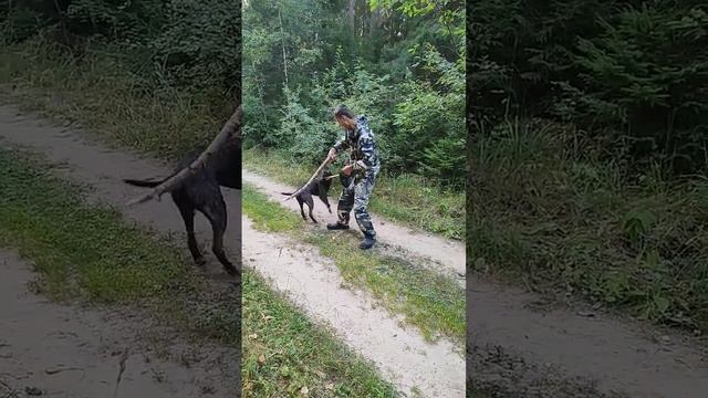 Питбультерьер тигровый Джон смотреть онлайн