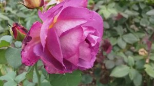 РОЗА Дьяблес де Мер ЧЕСТНО И ПОДРОБНО!