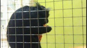 Москва Арбат контактный зоопарк на Арбате Moscow Arbat petting zoo on the Arbat