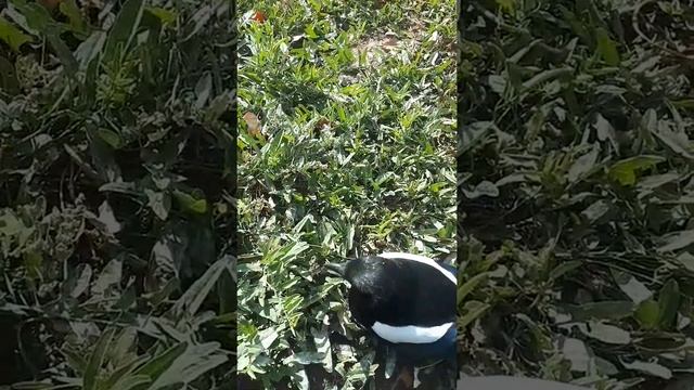 подбитая сарока смотреть онлайн