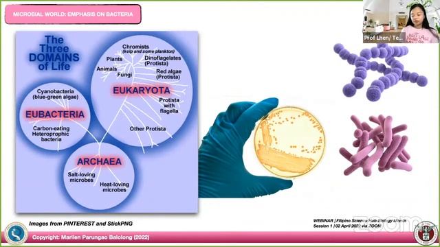 [MICROBIOLOGY] Bacteria And The 3 Domains Of Life
