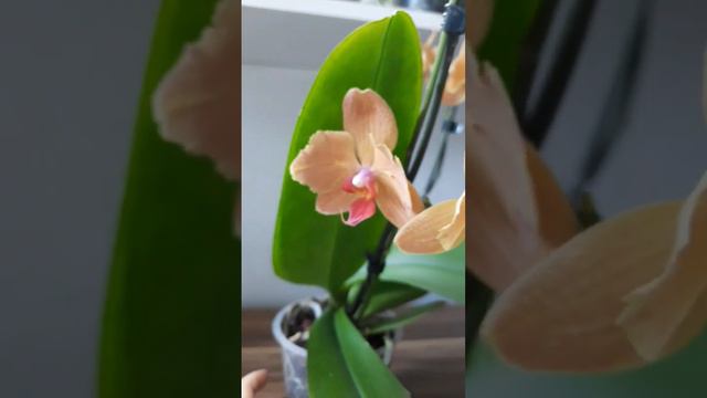 Phal Carrot Cake💞 смотреть онлайн