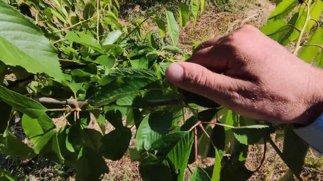 летняя обрезка черешни да подайте мне ее на опыты часть 1 смотреть онлайн