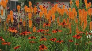 Оранжевый цветник клумба из однолетников и многолетников