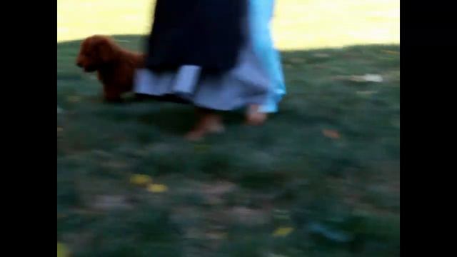 Toy Poodle Puppies For Sale смотреть онлайн