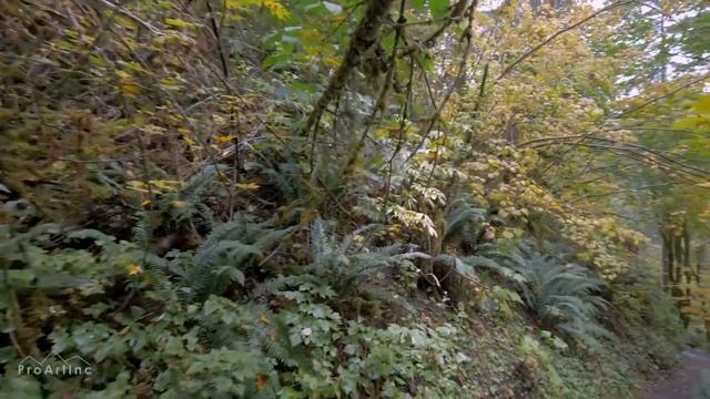 ?Волшебный Лес. Звуки Природы! Прекрасное пение птиц  The Magic Forest. Beautiful birdsong