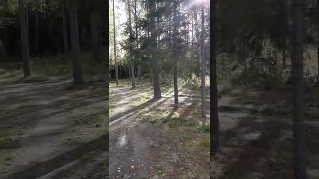 На берегу озера Сайма. . смотреть онлайн