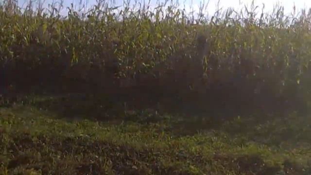 Скрипит пищит но їде"вожу кукурудзу" смотреть онлайн