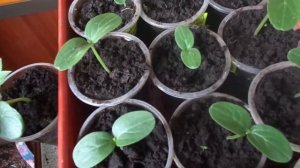 ПОЧЕМУ ПОГИБАЕТ РАССАДА ОГУРЦОВ? Ольга Чернова.