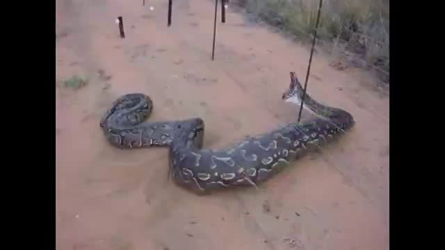 Самые большие найденные змеи в мире! 2013 г смотреть онлайн