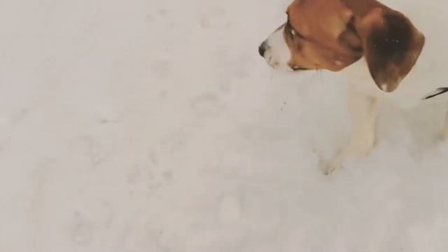 Джек Рассел Терьер. Зимняя прогулка смотреть онлайн