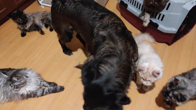 Как наши котята мейнкун относятся к собакам смотреть онлайн