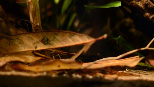 Апистограмма Бабочка / Микрогеофагус Рамирези. Содержание, разведение, оформление аквариума смотреть онлайн