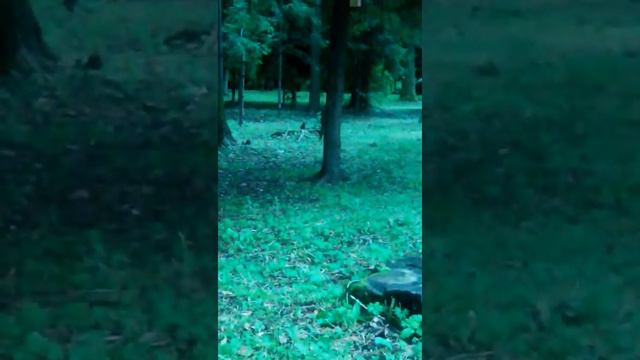 20.07.2017г. Белочка в ЦПКиО, Елагин о-ов, Питер. смотреть онлайн