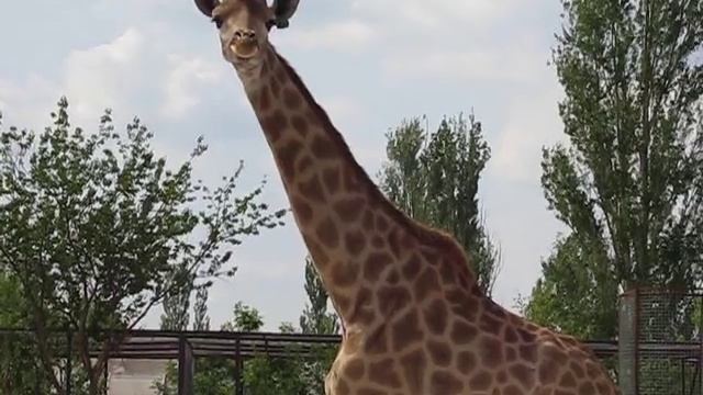 Крым Парк Львов Тайган Белогорск смотреть онлайн