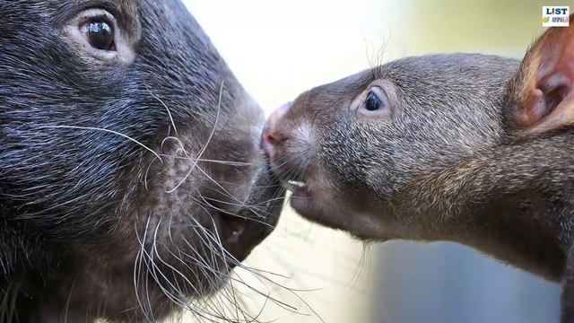 Top 9 Amazing Australian Animals смотреть онлайн