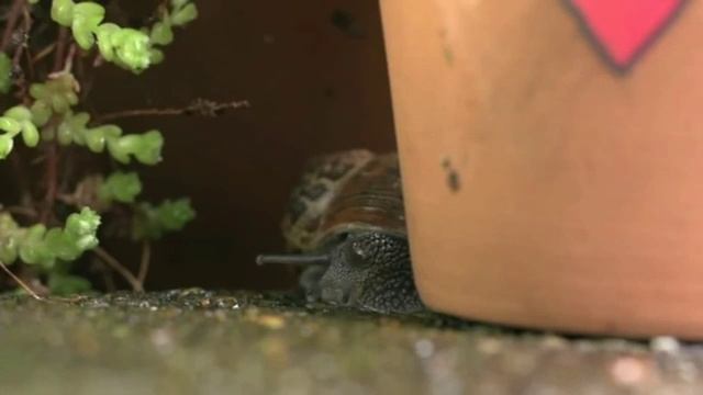 snail adventures смотреть онлайн