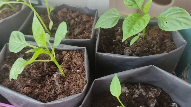 29.04./опаздун/тепличные томаты/золотой вермикулит/королева монтажа/ смотреть онлайн