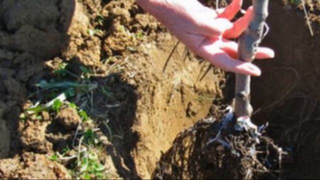 Колоновидный вид груши – сорта и правильный уход смотреть онлайн