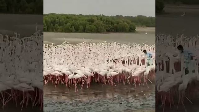 pink flamingo dubai | Ras al Khor Wildlife Sanctuary смотреть онлайн