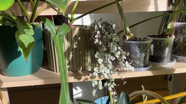 They're Taking Over...! | Indoor Plant Tour June 2023 смотреть онлайн