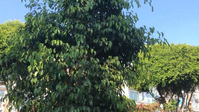 АЛАНИЯ. ТУРЦИЯ. ГЛАВНЫЙ КУРОРТ РОССИИ. отдых. Обзор Алании