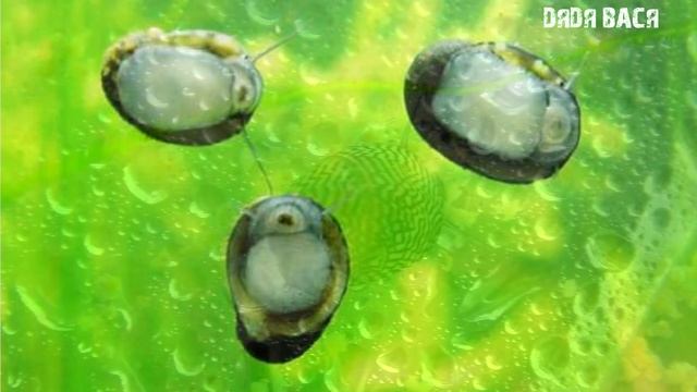 УЛИТКИ В АКВАРИУМЕ, хорошо это или плохо! Преимущества и недостатки содержания улиток в аквариуме! смотреть онлайн