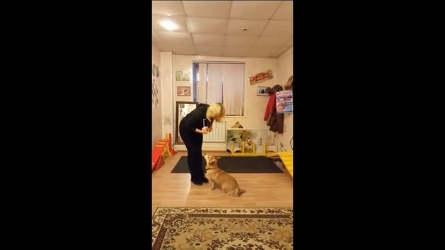 Школа для маленьких собак. Обучение команде стоять вельш корги пемброк. смотреть онлайн