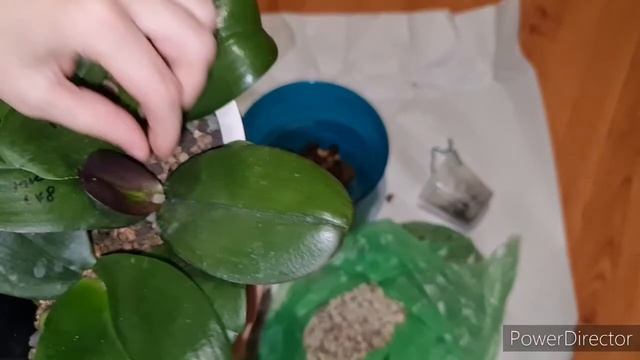 групповая посадка орхидей в лечузу, результат через время. смотреть онлайн