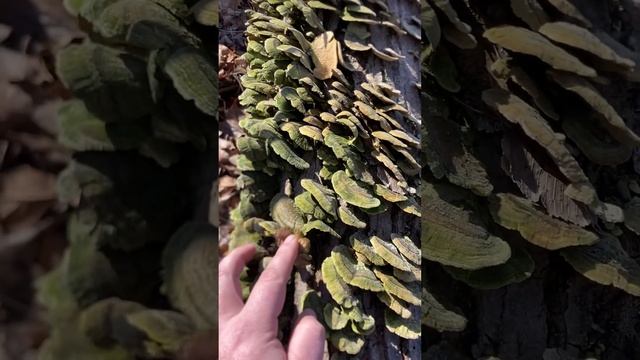 Первые грибы которые увидел в сша.Turkey tail индюшачий хвост. смотреть онлайн