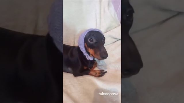 Сонька #собака #такса #dog #animals #животные смотреть онлайн