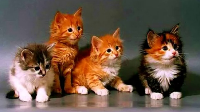 Жар-Африка смотреть онлайн