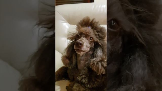 КАК ПОНЯТЬ что у собаки болит зуб?! смотреть онлайн