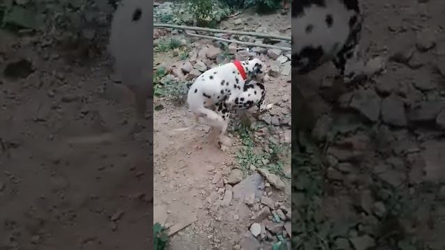 Dalmatian Dog Meeting #AnimalLover #Dalmatian Dog #Dalmatian101