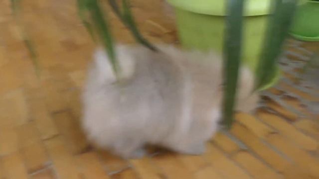 Рыжие и кремовые щенки померанского шпица. смотреть онлайн