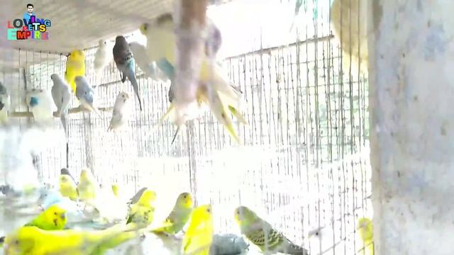 I'm buying 13 pair Budgies & 2 pair Java
Foy My new Setup смотреть онлайн