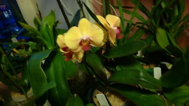 Мой орхидейный цветущий сад к 8 марта смотреть онлайн