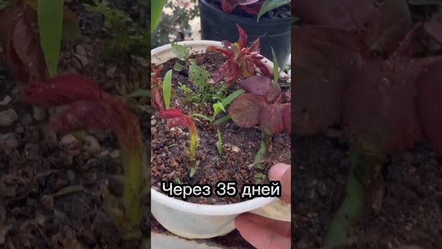 ?Размножение розы с помощью морковки? смотреть онлайн