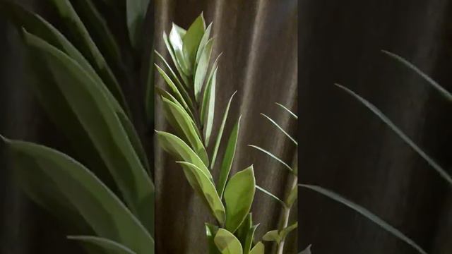 Beautiful zz plant смотреть онлайн