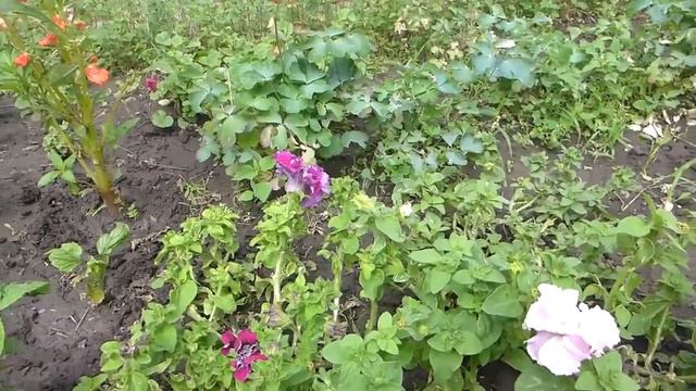 2 подкормки и чудесный результат, петуния ожила на глазах. смотреть онлайн