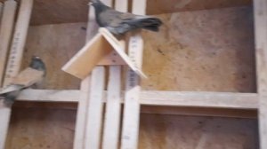 Кировоградские соломенные голуби Александра Бобкова