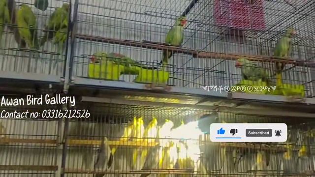 Sialkot birds Market update ✨ Awan bird gallery:: It'x Happy Boy смотреть онлайн