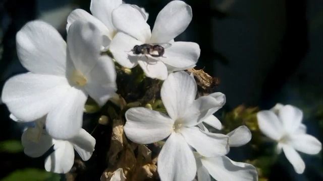 Дача?.Бабье лето?!(1 часть 1.10.21.) смотреть онлайн