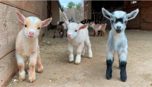 Козлята играют и веселятся на ферме, 24 маленьких чуда